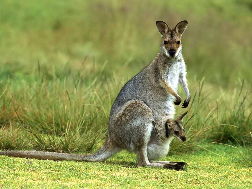 Best things to do when visiting Brisbane, top 10 things to do in brisbane, best things to do in brisbane, must do in brisbane, top 10 things to see in brisbane, best things to see in queensland, best things to do in queensland, fun things to do in brisbane, fun things to do in queensland, what to do in Brisbane, brisbane tourism, Best things to do when visiting Brisbane, top 10 things to do in brisbane, best things to do in brisbane, must do in brisbane, top 10 things to see in brisbane, best things to see in queensland, best things to do in queensland, fun things to do in brisbane, fun things to do in queensland, what to do in Brisbane, brisbane tourism
